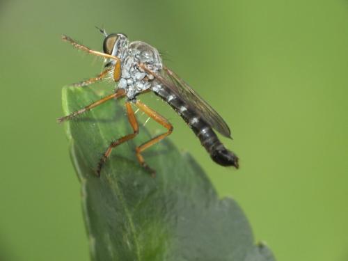 Neomochtherus pallipes